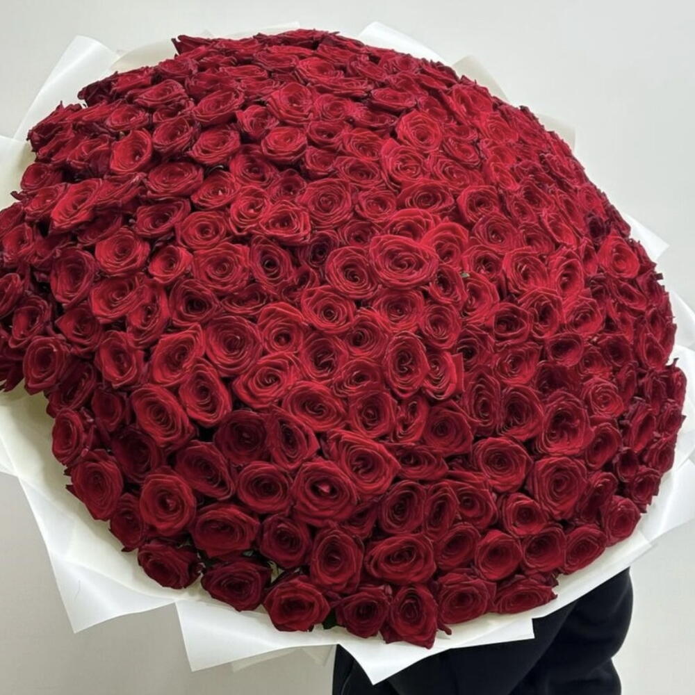🌹ШИКАРНАЯ 301 КРУПНАЯ КРАСНАЯ РОЗА🌹